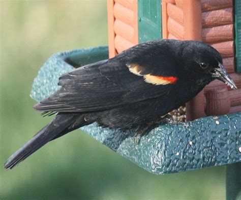 Back Yard Birds Of Western North Carolina Owlcation