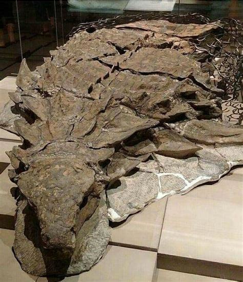 Borealopelta ‘sleeping Dragon Fossil The Best Preserved Armored