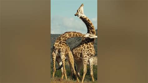 Giraffes Using Their Necks To Fight Youtube