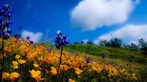 Yellow Spring Flowers In The Mountains Wallpaper For Desktop 1920x1080