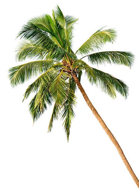 Royalty Free Palm Tree Pictures Images And Stock Photos Istock