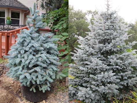 Baby Blue Spruce Vs Fat Albert What Is The Difference World Of