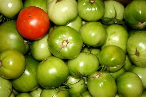 One Ripe Tomato Among Many Green Ones Picture Free Photograph