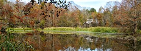 Bogue chitto state park is an accommodation in louisiana. Bogue Chitto State Park Guide | Outdoorsy