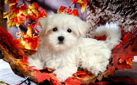 Beautiful Cute Puppies Wallpapers ~ Free Hd Desktop