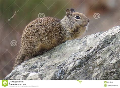 Nice Squirrel West Coast Usa Stock Photo Image Of Valley Trip 85846980