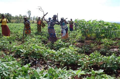 Niger Govt To Support Women Farmers Organization Agriculture