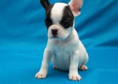 Rare french bulldog colors attract a lot of attention in the last few years. Rare colored French Bulldog pups for Sale in Syracuse, New ...