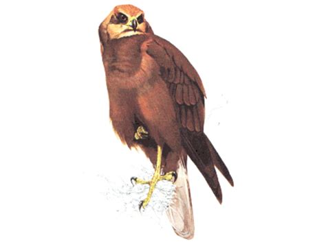(ornithologie) grand busard de l'ancien monde dont le mâle a un plumage tricolore, dans l'ensemble brun sombre avec les ailes gris argenté aux extrémités noires. Le busard des roseaux (Circus aeruginosus)