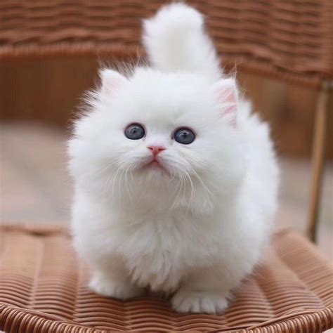 Munchkin Kittens For Sale Cats For Sale Price
