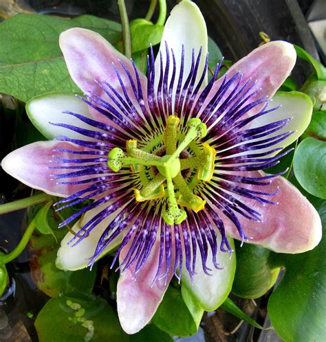 Beauty Of Nature Passiflora Passion Flowers Can It Calm Your Mind