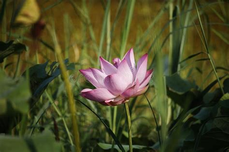 Pink Lotus Flower Beautiful Lotus Stock Photo Image Of Garden