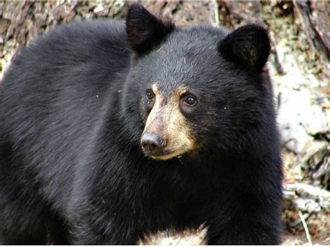Hungry Bears Of Nj Beware New Bill Puts Lid On Feeding Report