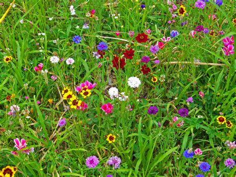 Wildflowers Free Stock Photo Public Domain Pictures