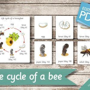 Life Cycle Of A Bee Insect Worksheet Honeybee Printable Etsy Insect