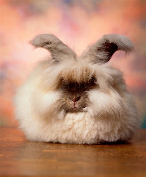 The Cuddly Fluffy Surreal World Of Angora Show Bunnies The New York