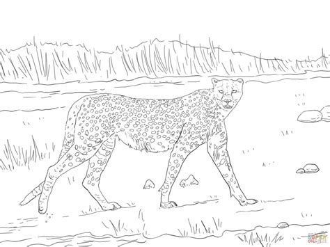 Get This Free Printable Cheetah Coloring Pages At2n5