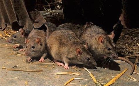 The Brown Rat Rattus Norvegicus And How To Rid Yourself Of Their