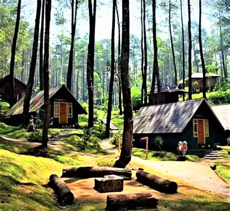 5 Wisata Hutan Pinus Yang Seru Abis Indonesia Traveler