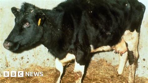 Cases Of Vcjd Still To Emerge After Mad Cow Disease Scandal Bbc News