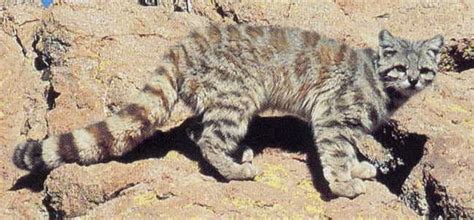 Random chinese mountain cat fact. 10 Rare and Beautiful Species of Wild Cat - We Love Cats ...