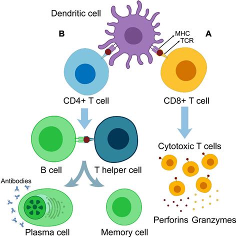 Frontiers Insights Into Dendritic Cells In Cancer Immunotherapy From Bench To Clinical