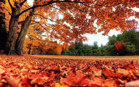 Autumn Leaves Backgrounds Wallpaper Cave