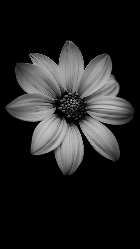 Black Wallpaper Iphone Blackwallpaperiphone White Flower