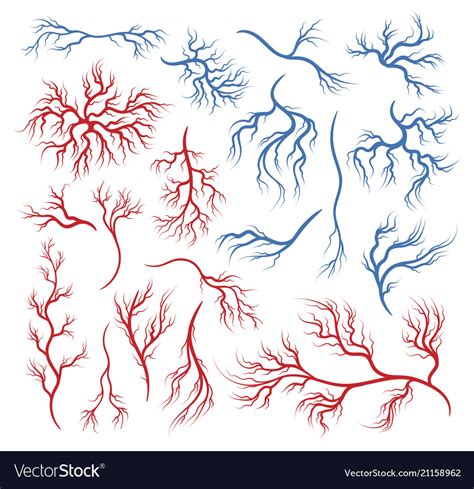 Human Veins And Arteries Royalty Free Vector Image Vrogue Co