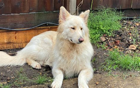 Blonde German Shepherd 11 Fun Facts About This Breed And Guide