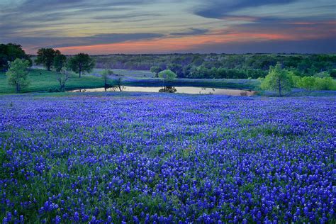 Bluebonnet Lake Vista Texas Sunset Wildflowers Landscape Flowers Pond Photograph By Jon Holiday