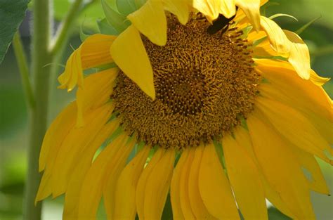 Shaded Beauty Sunflower Photograph By Maria Urso Fine Art America