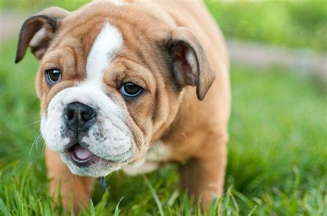 The american bulldog is a strong, athletic bully breed. Raza de perro American Bulldog » mascotas en el cielo