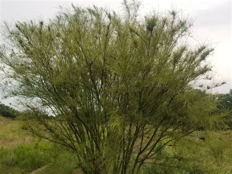 Central Texas Zone 8b What Is This Thorny Bush Or Tree R