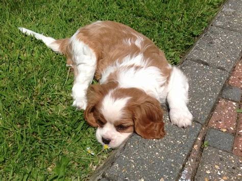 We are excited to share these cavalier king charles spaniel puppies. King Charles Spaniel Puppies For Sale | Arlington, TX #147403