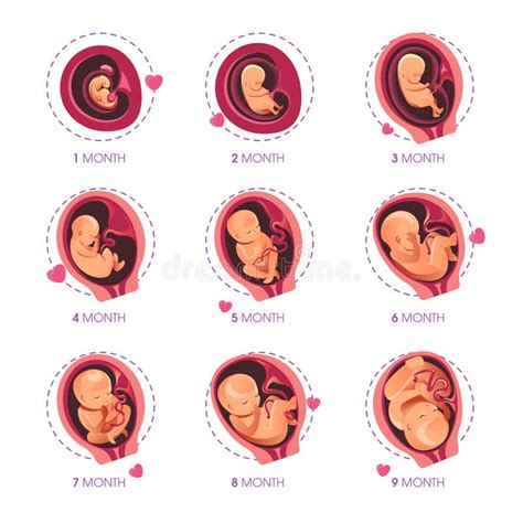 Développement Foetal De Foetus De Grossesse La Croissance Embryonnaire
