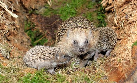 Ein lauteres keckern ist zu hören, wenn die eigentlich einzelgängerischen igel in der nähe von futterstellen anderen artgenossen begegnen. Wie Viele Junge Bekommt Ein Igel. online karte wo leben ...