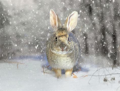 Snow Bunny Photograph By Donna Kennedy Fine Art America