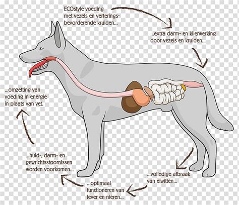 Dog Gi Anatomy