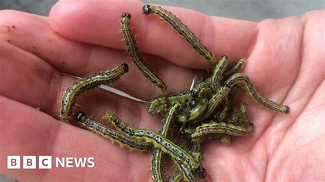 Invasive Caterpillar Could Spread In Uk Bbc News