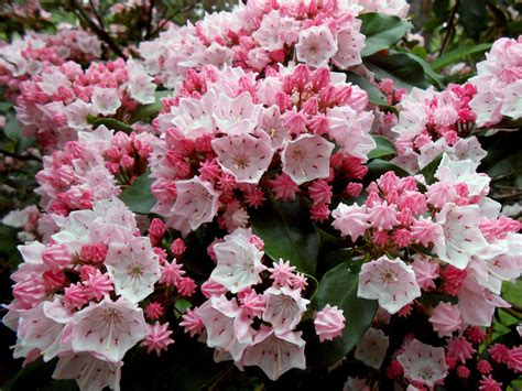 Pink Mountain Laurel With Images Pink Mountains Mountain Laurel