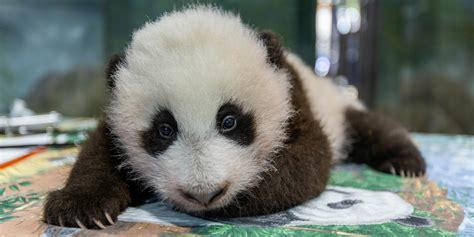 Vote To Name The Giant Panda Cub Smithsonians National Zoo