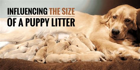 For instance some people believe that female dogs can get pregnant any time they are together with a male dog. What Influences the Size of a Puppy Litter?
