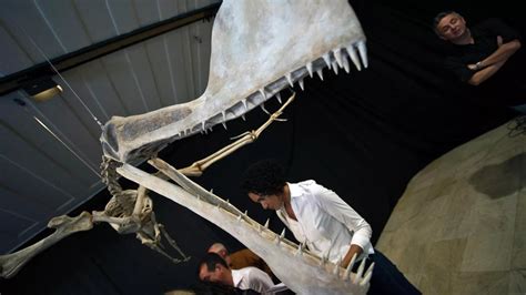 New Species Of Pterosaur Found In Africa South Sudan