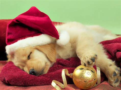 15 Most Beautiful Christmas Dog Photos