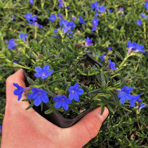 Lithodora Diffusa Heavenly Blue 4 Pot Little Prince To Go