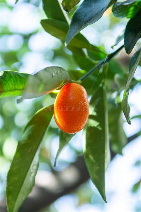 Tropical Small Ripe Orange Citrus Fruits Kumquats On Tree Close Stock