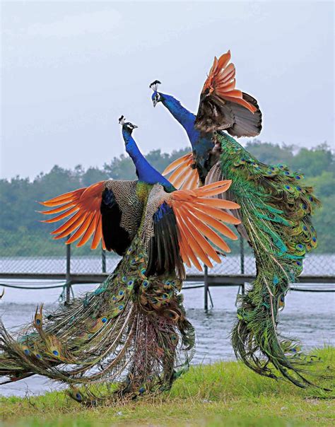 Peacocks Are The Loudest Couple I Have Ever Heard Making
