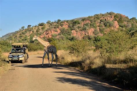 3 Hour Private Game Drive Of Pilanesberg National Park North West