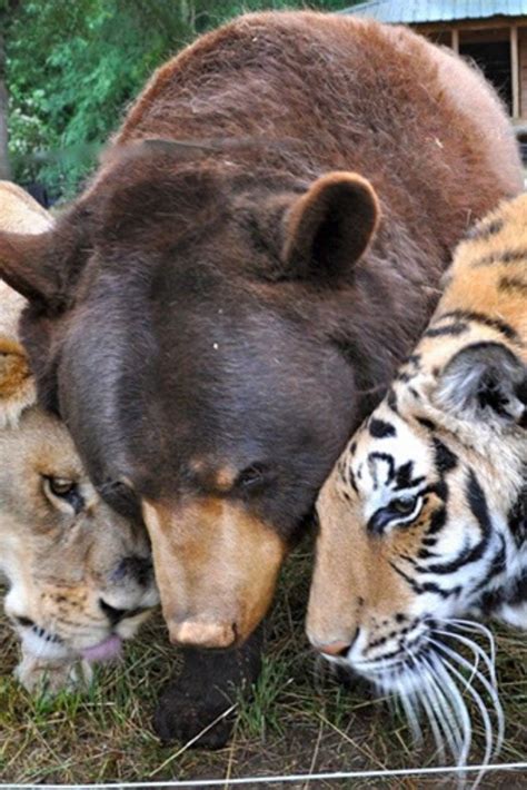 Lion Bear And Tiger Brothers Havent Left Each Others Side For 15